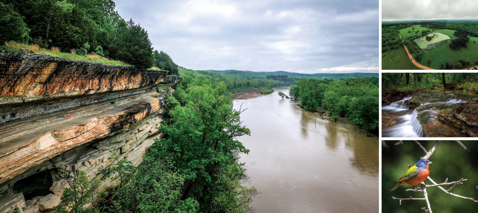 (Clockwise from left) A bluff overlooking the Illinois River at the J.T. Nickel Preserve. The J.T. Nickel Preserve’s single road crosses forest, grassland and wetland. A small brook near Bathtub Rocks (below) at the J.T. Nickel Preserve. Painted buntings (right) are one of the beautiful birds found here in spring and early summer.