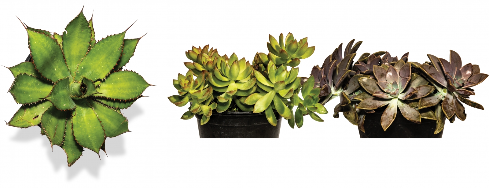 (From left) Agave – “Members of the succulent family with no shortage of variety and character. They add a nice mix of texture in the landscape or, conversely, can be such a statement piece planted solo. Very drought tolerant.”; Succulents and Cacti – “This is the best time of year for succulents and cactus. With the warmer days, these plants are happy outdoors or can stay inside year-round. (They’re) low watering and low maintenance, but must have high light; direct or very bright indirect if they’re indoors. We always carry tons of different varieties, shapes and sizes.”