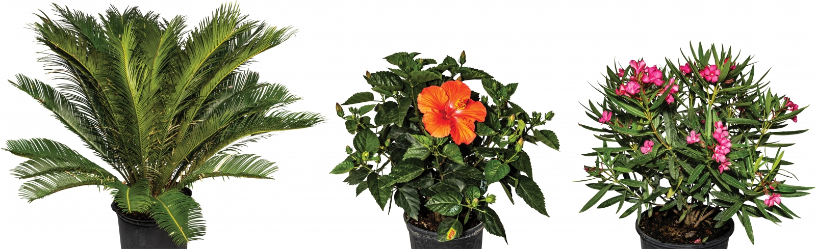 (From left) Sago palm – “Native to Japan, Sago palms make excellent specimen plants. Their wide trunks retain water, so they don’t need a drink very often. This is another versatile plant that loves the outdoors in the summer, but can come inside for the colder months.”; Hibiscus - “If you’re willing to splurge with the watering can, a Hibiscus is worth it. These beauties come in tons of different flower colors and varieties, and they bloom all summer long. Perfect for a patio pot. Calvert’s carries bush and standard varieties in multiple sizes, as well as single flowers and double flowers.”; Oleander – “Bloom clusters in white and shades of pink explode during Oklahoma summers. Calvert’s has both the bush variety and the standard variety.”