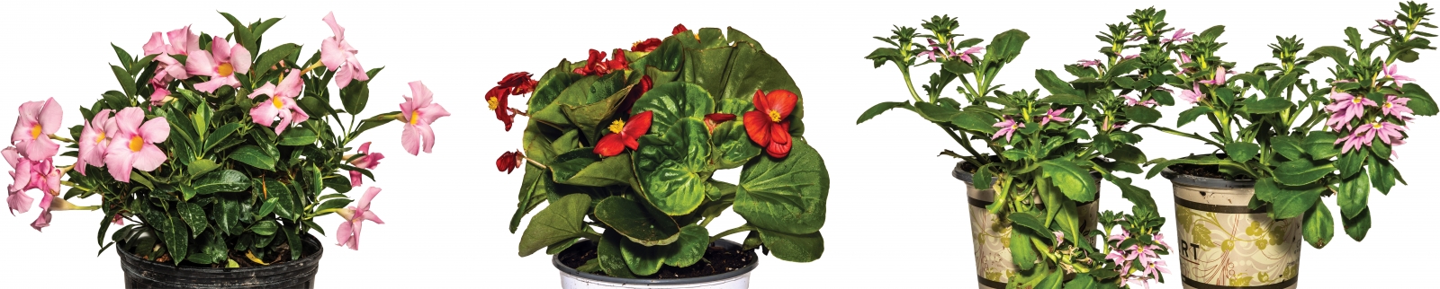 (From left) Mandevilla – “This climbing vine will leave you ‘oohing and aahing’ as it grows! Cheery foliage is complemented by red, pink or white flowers.”; Begonia – “A timeless beauty. We had to throw at least one shade plant into our top ten list; these thrive in garden beds and pots as annuals. Not only are the flowers (which come in red, pinks and white) so elegant against that waxy foliage, but did you know they’re edible, too? They are peppery in taste and go great on a summer salad.”; Scaevola – “A great flowering plant for containers and hanging baskets. This plant is a tireless performer even in our Oklahoma summers – just don’t forget to keep it hydrated.”