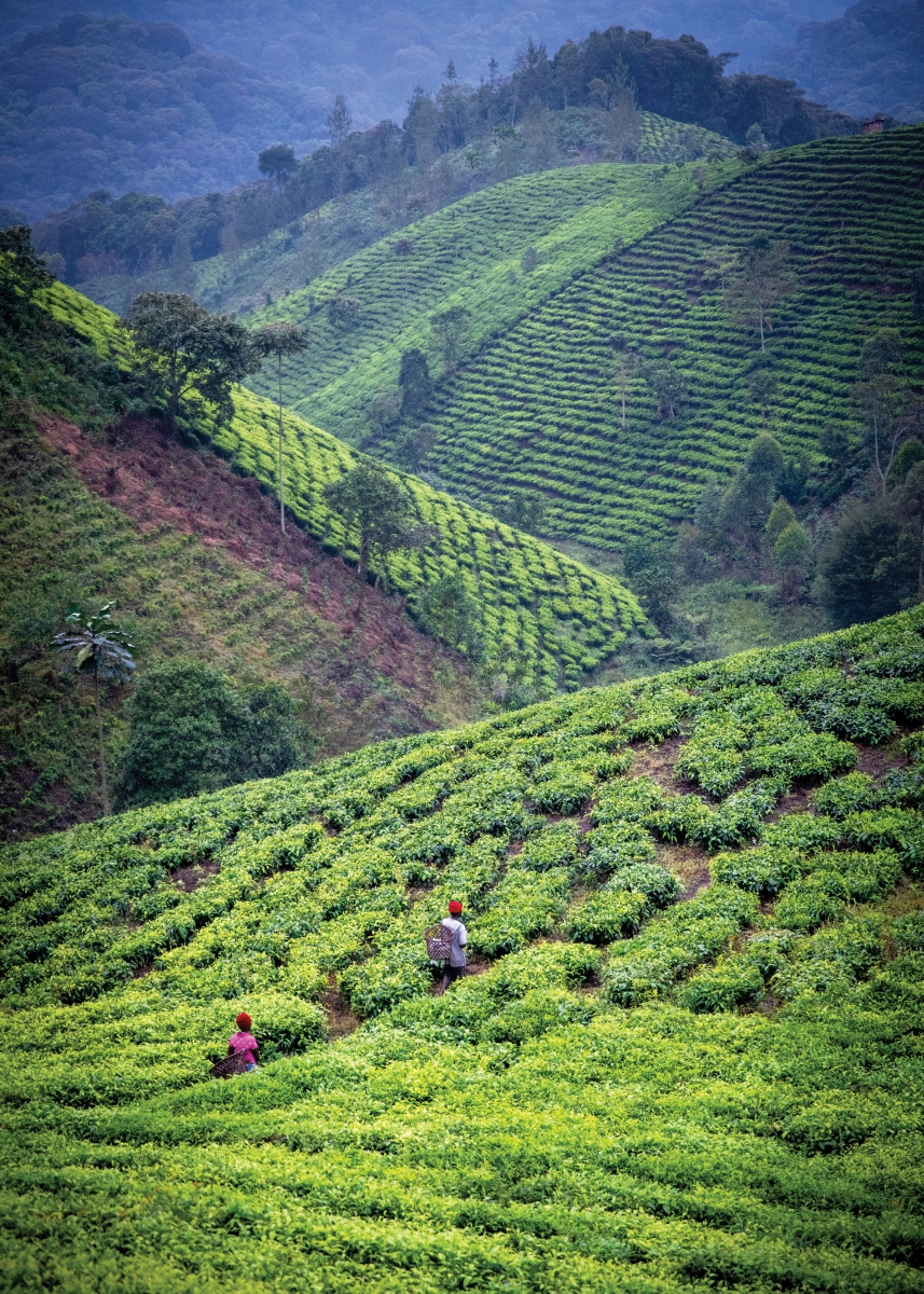 Tea fields surround Bwindi Impenetrable Forest National Park.