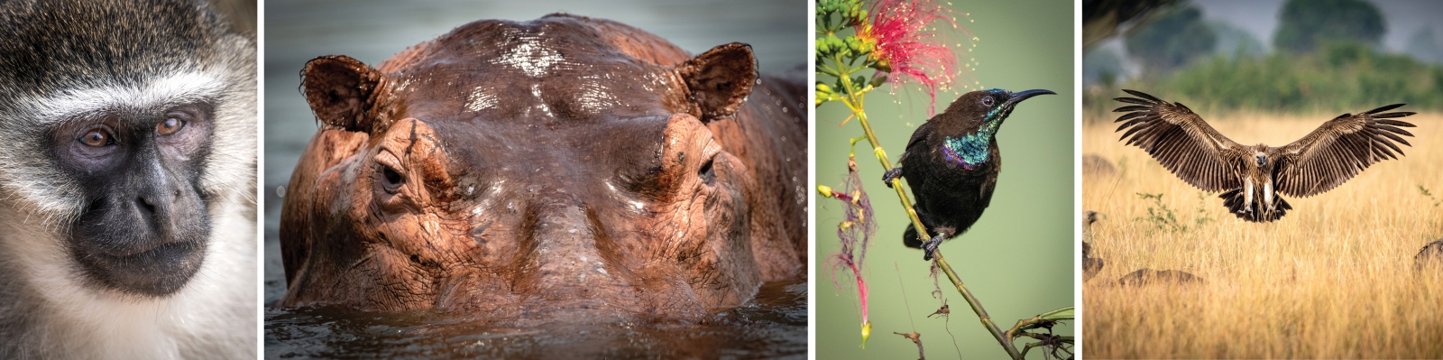 (L-R) A pensive vervet monkey; An unamused hippo in the Nile; Bronze sunbird; Vulture landing on the remainder of a lion’s kill
