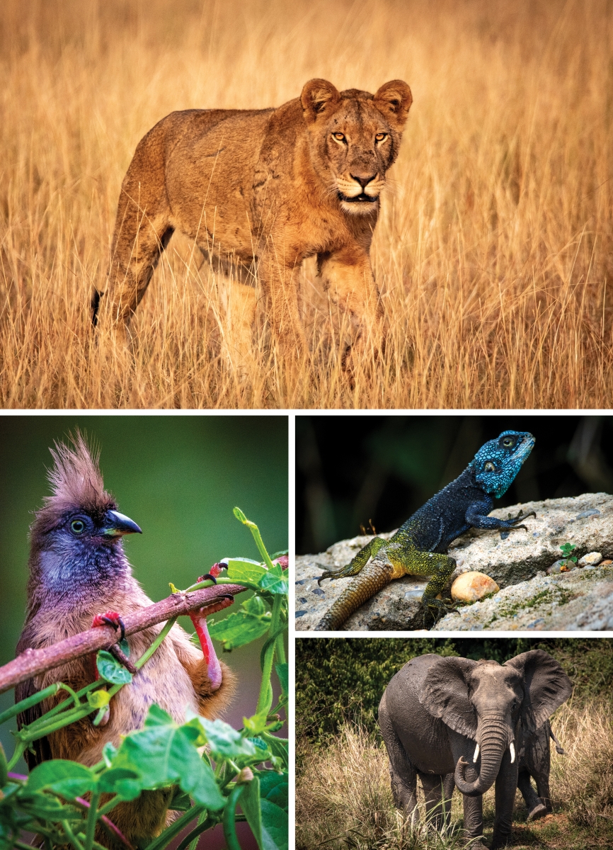 (clockwise from top) Female tree climbing lion; Blue-headed tree agama; Elephant cooling off in the Nile; An acrobatic mousebird