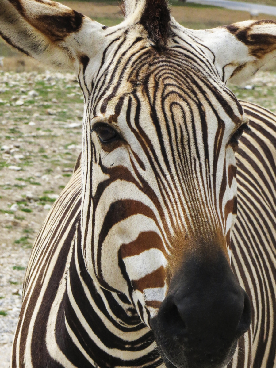 SPECIES TO SEE: Cheetah, giraffe, Mexican gray wolf, black and white rhinos, fallow deer, sandhill cranes and others from addax to wild turkeys