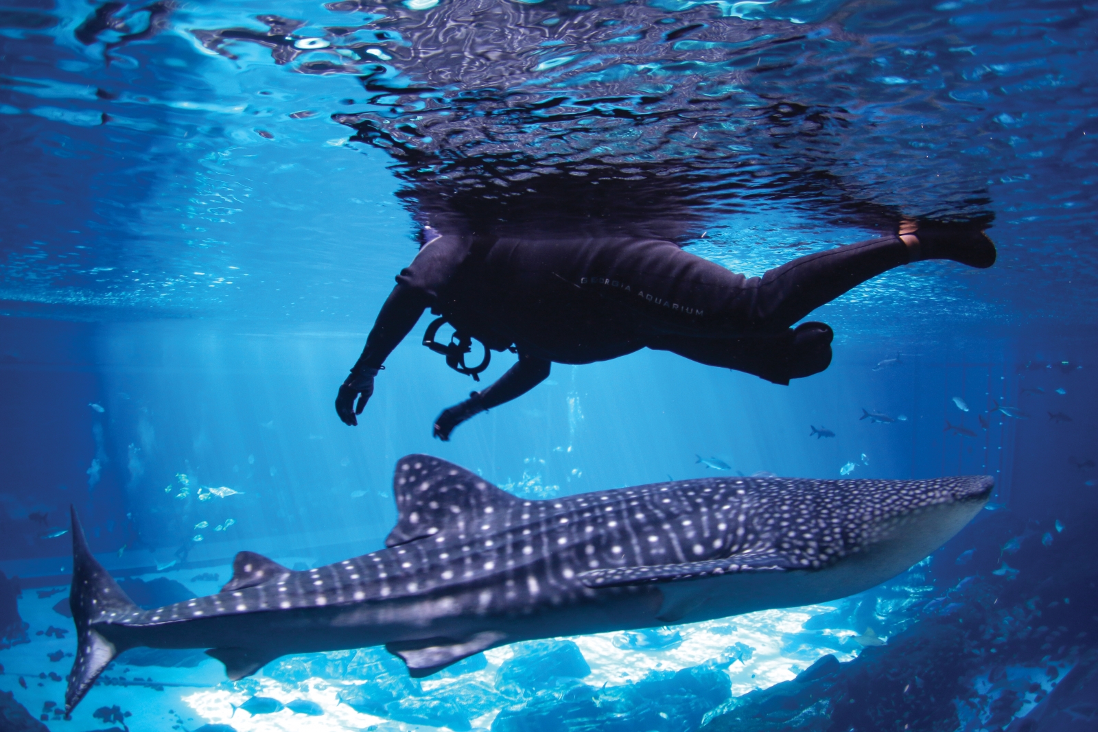 SPECIES TO SEE: Penguins, dolphins, sea otters, sea lions and seals, whale sharks (the largest fish in the ocean), several species of rays and the watery equivalent of the Pillsbury Doughboy: beautiful, white beluga whales