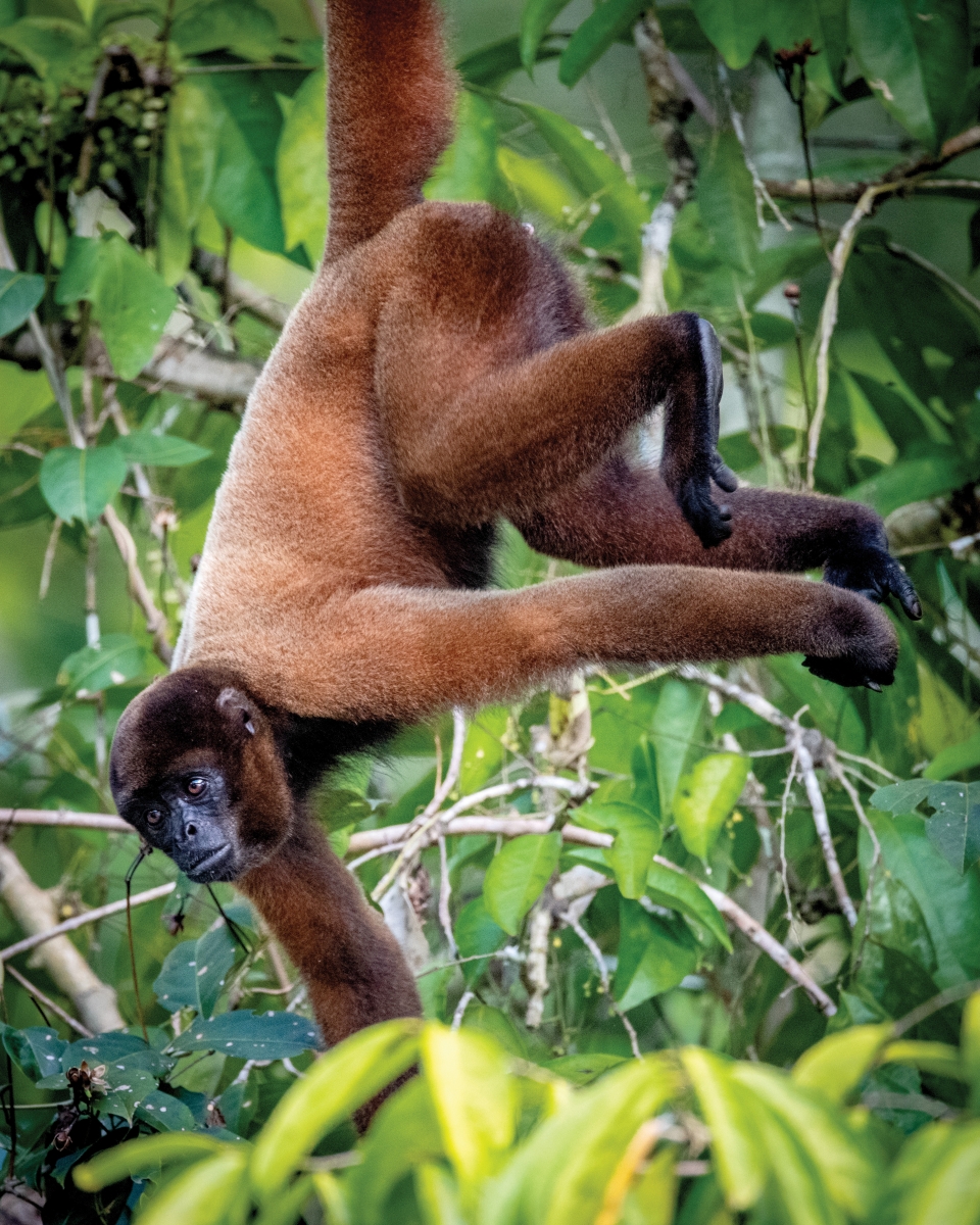A woolly monkey – one of 15 species of monkeys found along the Peruvian Amazon – creeps alongside the river in search of food.