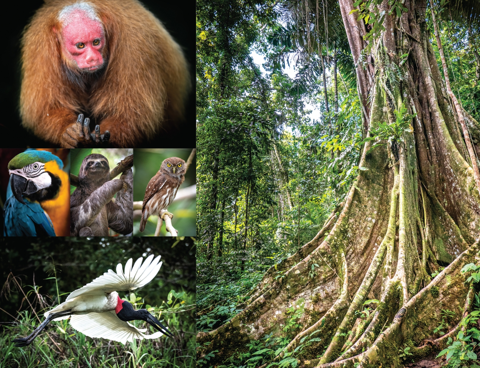 Wildlife is varied and often vibrant along the river, including the Bald Uakari (its red face is actually the result of lack of pigment in its skin), blue and gold macaws, brown-throated three-toed sloths, ferruginous pygmy owls, Jabiru storks and many more. Strangler figs (far right) come from germinated seeds dropped by birds on other trees, growing down to soil and up to sunlight before taking over the host tree entirely.