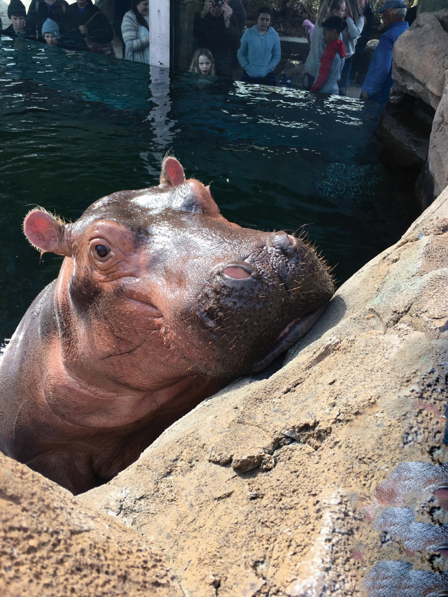 Fiona, 29 pounds at birth, now weighs over 1,000 pounds.