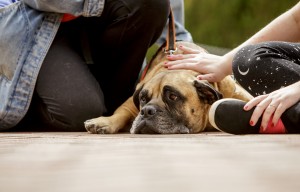 180329 Police And Pet Posse 018 49802044736 O