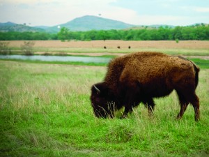 Buffalo In The Wichita Mountains