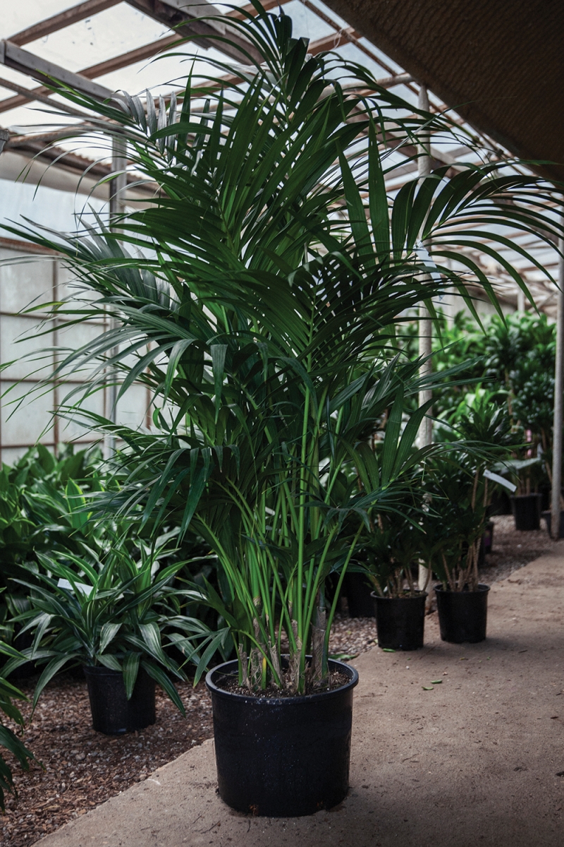 Kentia palm