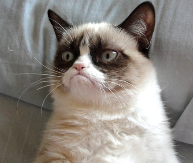 Grumpy Cat courtesy grumpycats.com