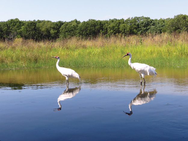 Pair of whooping cranes at the International Crane Foundation. Photo by Elaine Warner