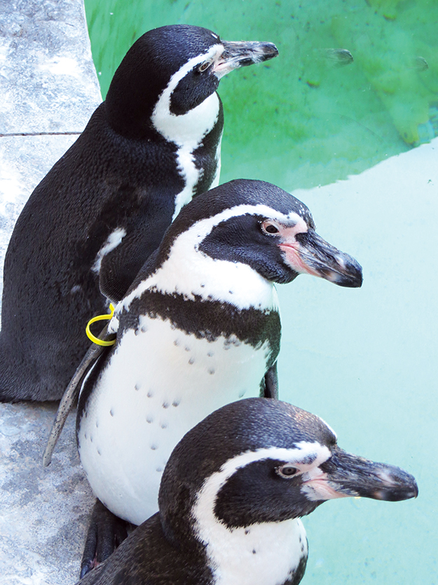 Penguins at the Lincoln Children’s Zoo have wing tags identifying each bird. The penguin in the middle is a male named Topper.