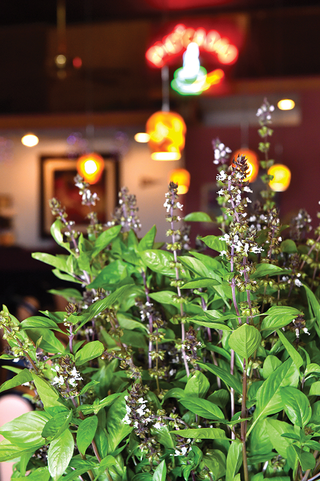 Fragrant Thai basil for garnish