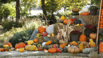 Pumpkin Patch 1