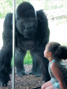 Screen Shot 2020 03 18 At 2.44.24 Pm