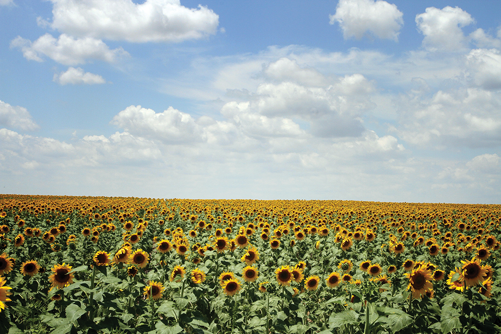 Sunflowers, Ellis County