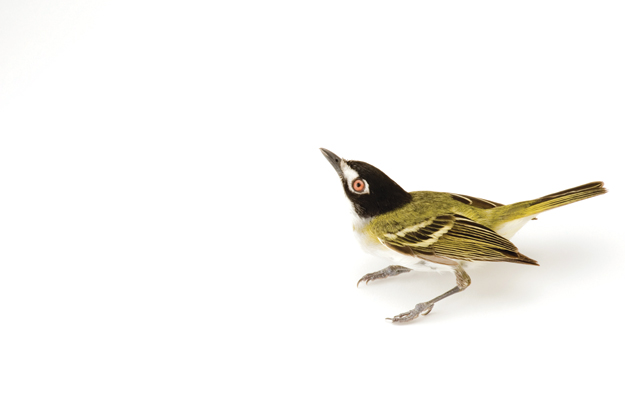 Joel Sartore, “Black-capped Vireo”