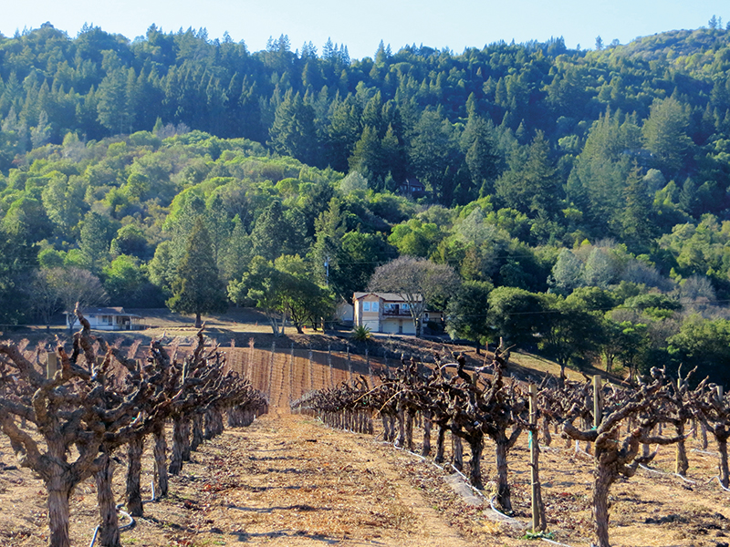 January in the vineyards by Elaine Warner