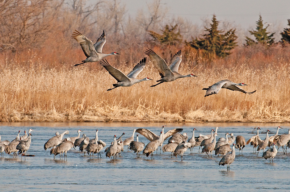 Sandbars in the Platte River keep cranes safe from predators.