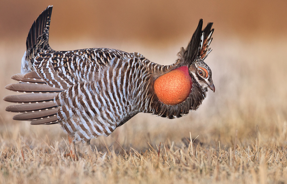 Displaying breeding behavior, the male prairie chicken inflates colorful sacs and emits sounds referred to as ‘booming.’
