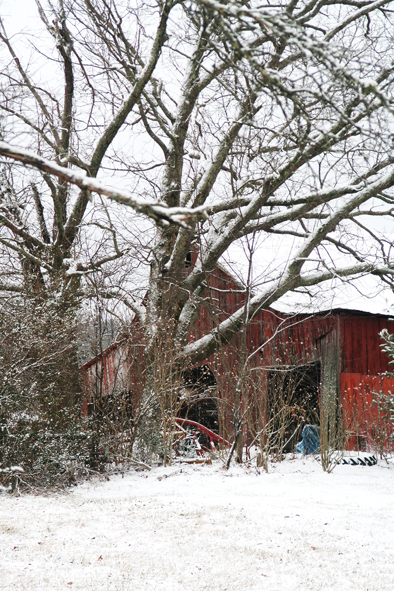 Don’t count on snow for Christmas, but when it happens, photographers grab their cameras.