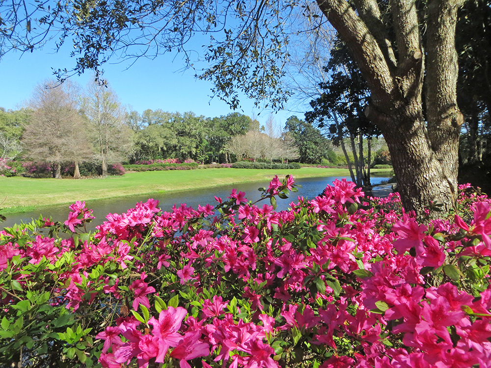 Azaleas are the stars of the springtime show at Bellingrath Gardens.