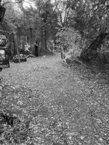 Wicked Forest Of Terror