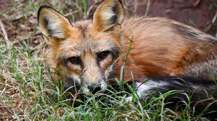 Copy Of Red Fox