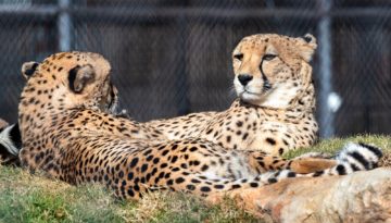 Durham Okc Predator Pass 2022 Jan 8