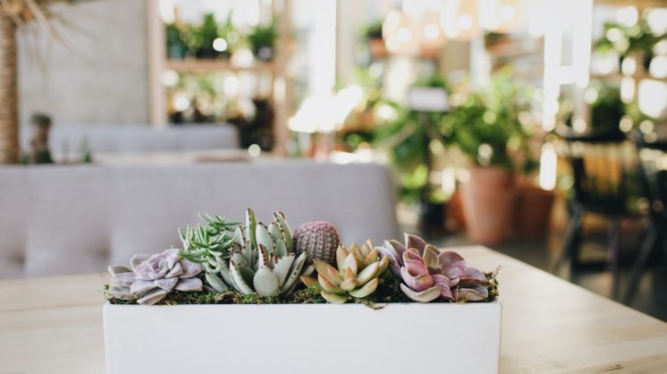 The Best Plant Shops in OKC - 405 Magazine