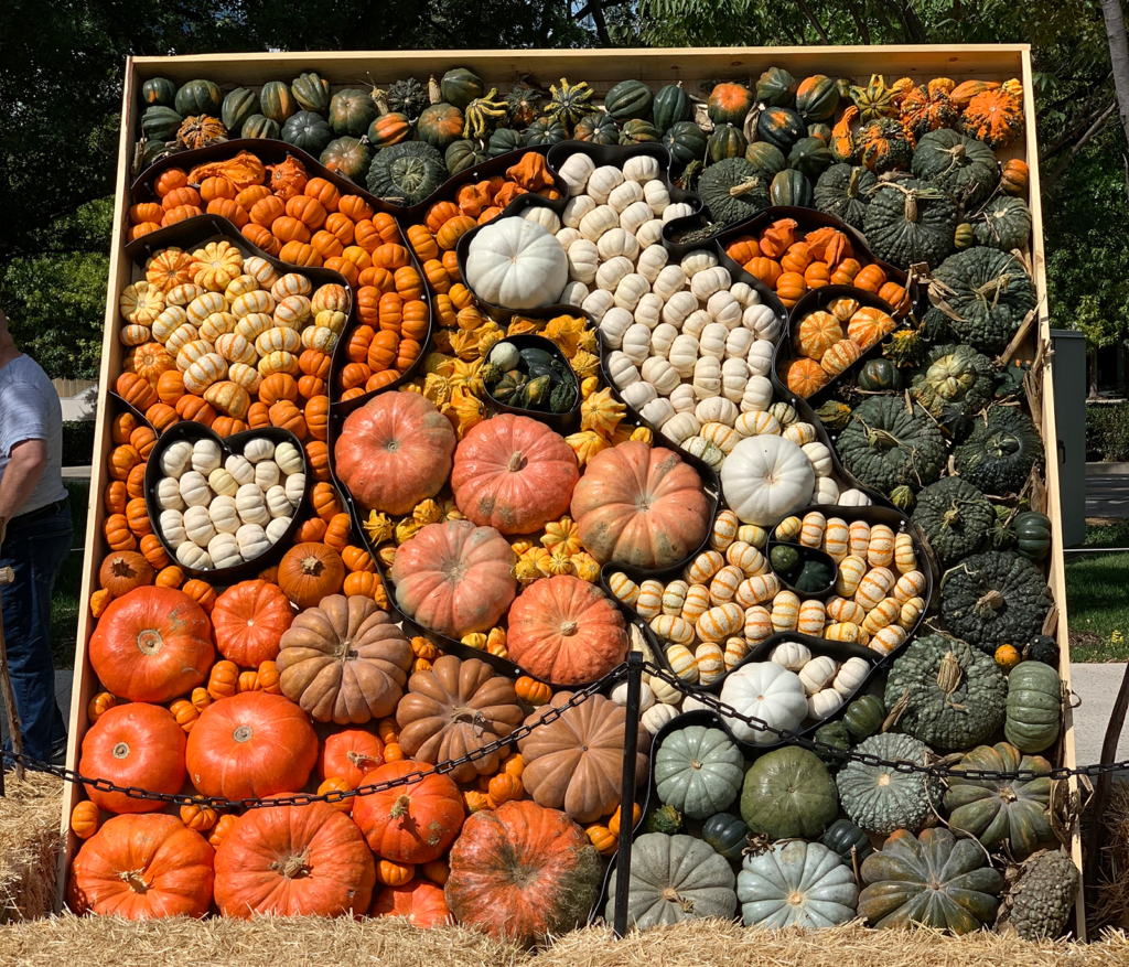 A vertical-standing wooden frame holds stacked pumpkins and gourds of various sizes and colors to create the image of a cow.