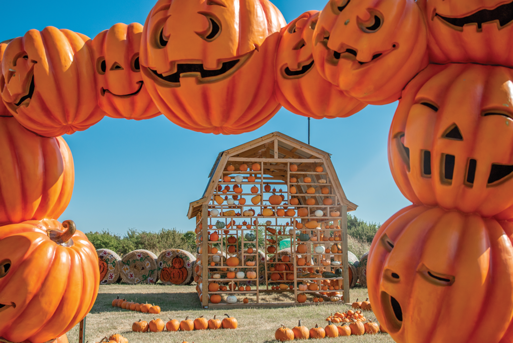A gate of jack-o'-lanterns frames a wooden-frame barn with pumpkins stacked on shelves. These Halloween decorations are on a farm field during a cloudless sunny day.