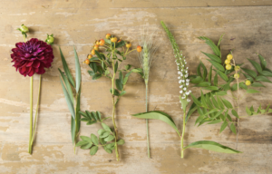 A variety of winter plants decorate a wooden surface.
