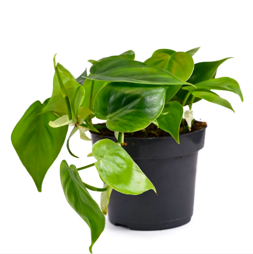 A green potted plant with large leafs that point downward.