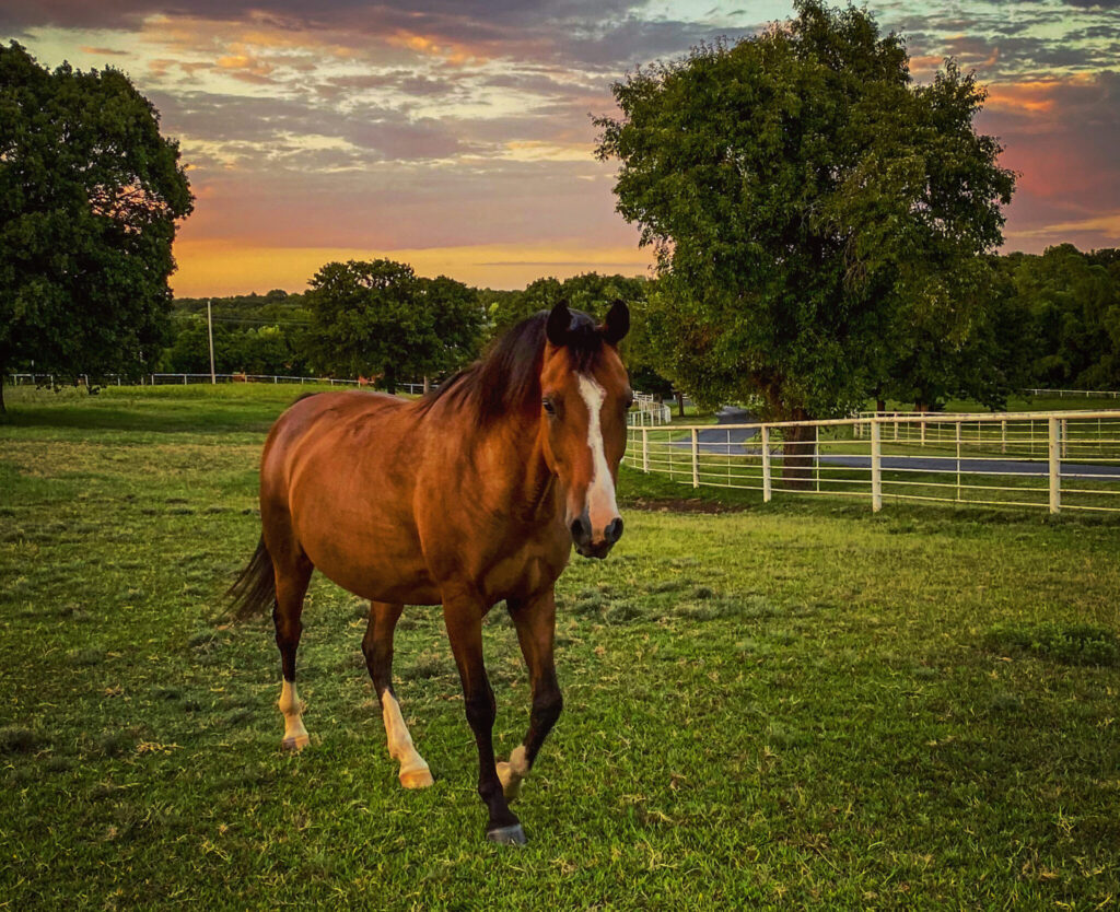 A photograph of a horse on the prairie of Oklahoma