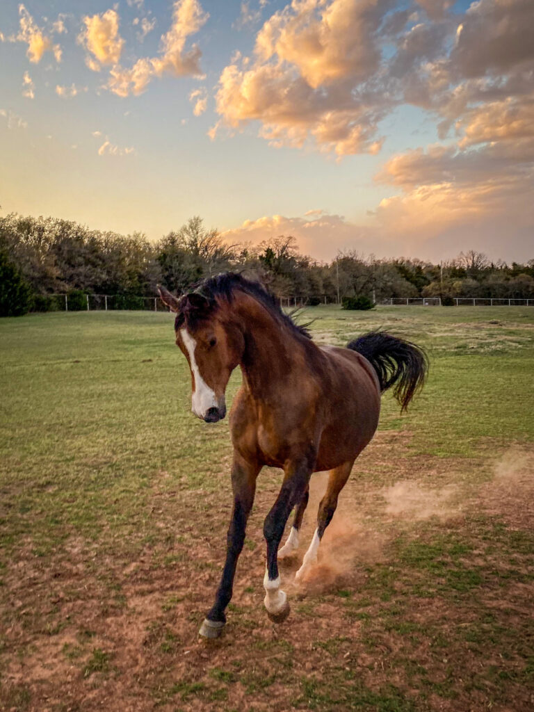 A photograph of a horse on the prairie of Oklahoma