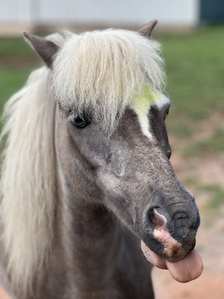 A photograph of a horse on the prairie of Oklahoma