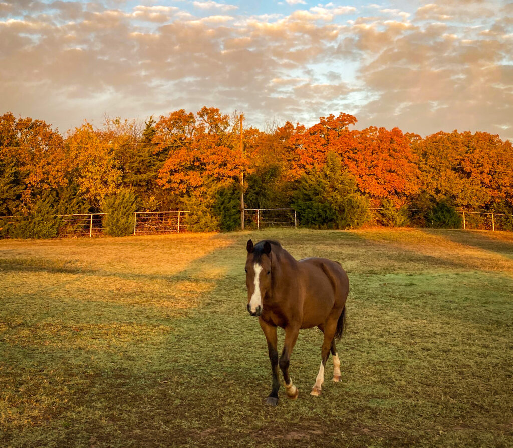 A photograph of a horse on the prairie ofOklahoma