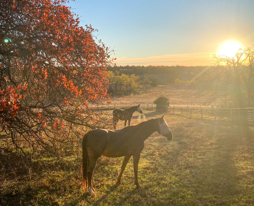 A photograph of a horse on the prairie of Oklahoma