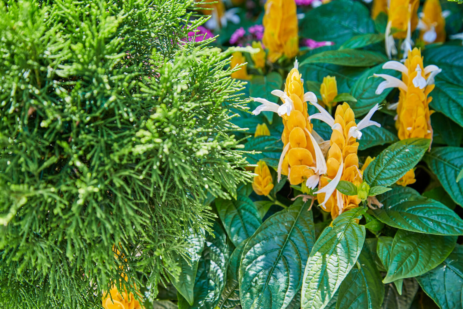 Oklahoma City Home Landscaping