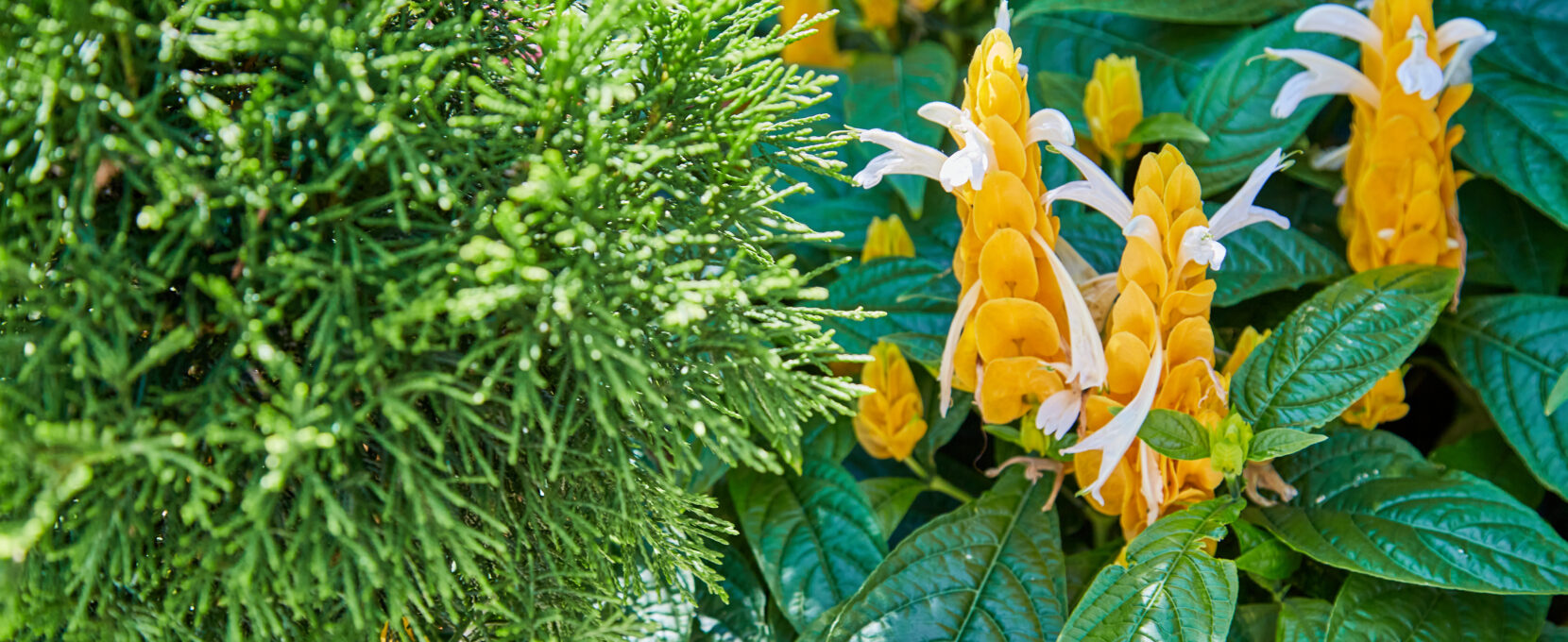 Oklahoma City Home Landscaping