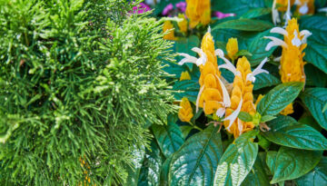 Oklahoma City Home Landscaping